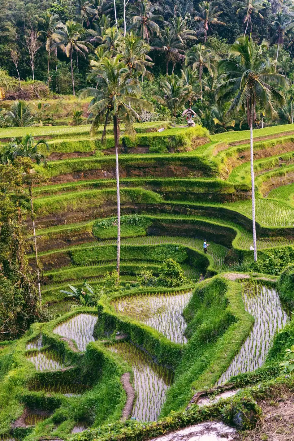 Ubud rice terraces